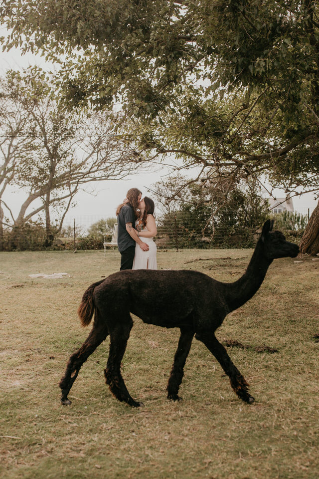 Going to a petting zoo for your elopement 